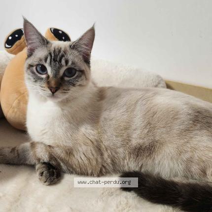 Photo 1/1 Yoshi Chat perdu à Nantes