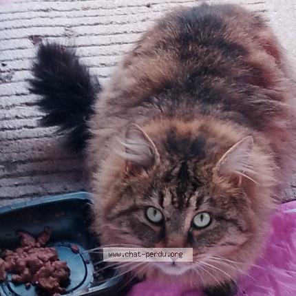 Photo 1/1 Chat trouvé Trouvé à St etienne du rouvray