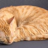 Photo de chat perdu à Bordeaux