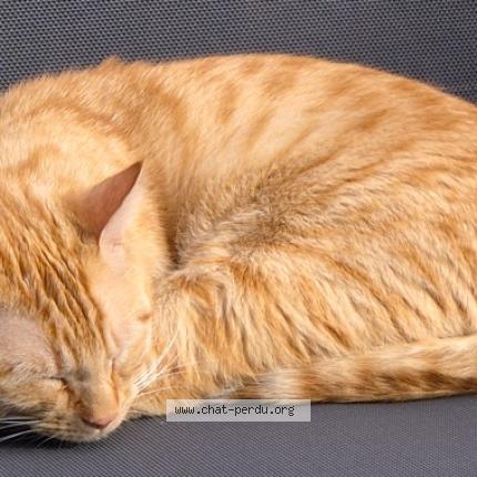 Photo 1/1 Vice Chat perdu à Bordeaux