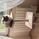 Photo de chat perdu à Argouges