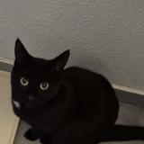 Photo de chat perdu à Toulouse