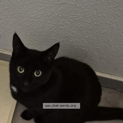 Photo 1/1 Tina Chat perdu à Toulouse