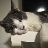 Photo de chat perdu à Loos