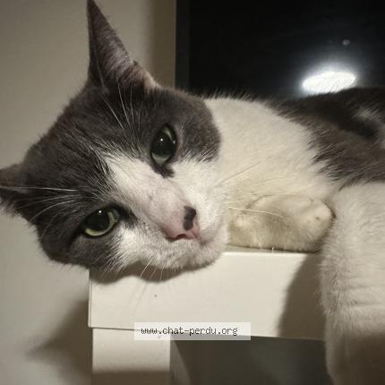 Photo 1/1 Sacha Chat perdu à Loos