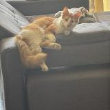 Photo de chat perdu à Santiago