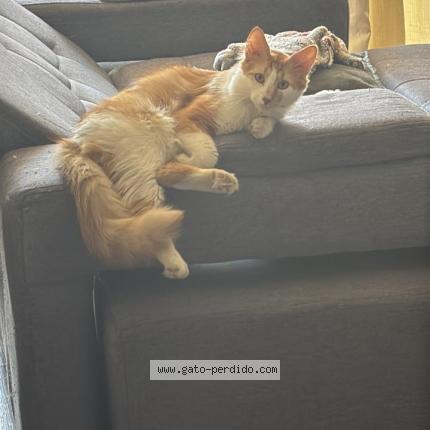 Photo 1/1 Wawoncito Chat perdu à Santiago