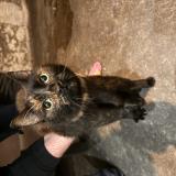 Photo de chat trouvé à Vertaizon