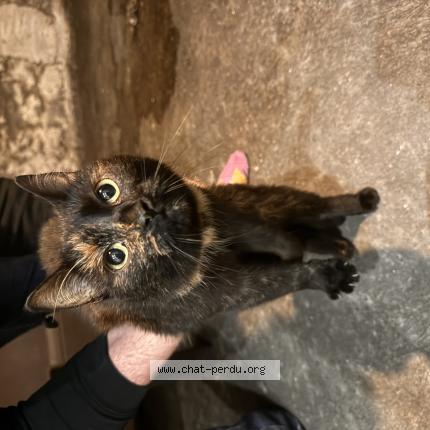 Photo 1/1 Chat trouvé Trouvé à Vertaizon