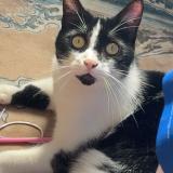 Photo de chat perdu à Rochefort