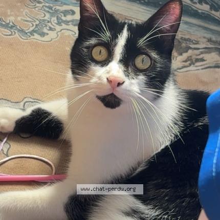 Photo 1/1 Kuma Chat perdu à Rochefort