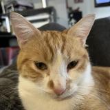 Photo de chat perdu à Plauzat