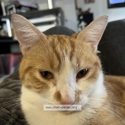 Photo 1/1 Bud Chat perdu à Plauzat