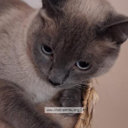 Photo 1/1 Tokyo Chat perdu à Arpajon