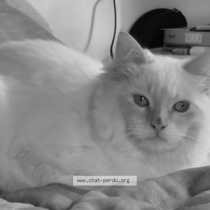 Photo 1/1 Chat retrouvé Perdu à Versailles