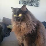 Photo de chat perdu à Montreal