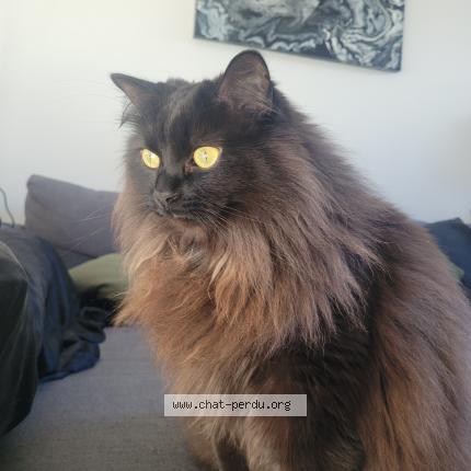 Photo 1/1 Kraken Chat perdu à Montreal