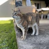 Photo de chat perdu à Cherac