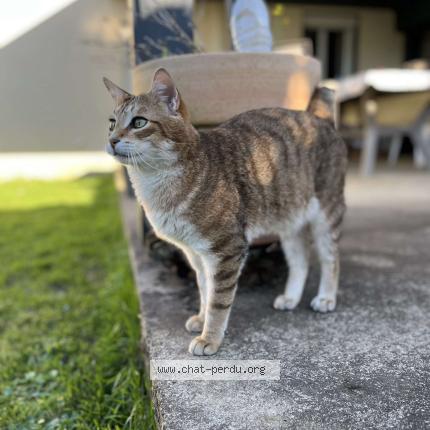 Photo 1/1 Raoul Chat perdu à Cherac