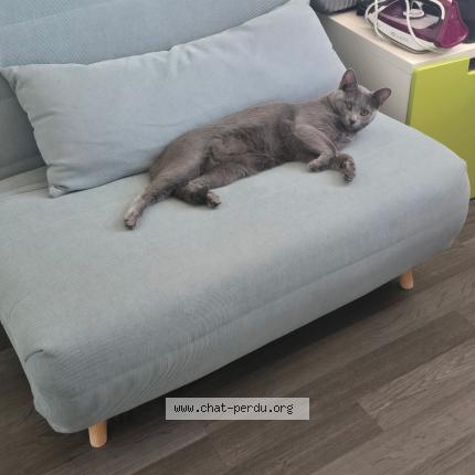 Photo 1/1 Mirou Chat perdu à Saint germain en laye