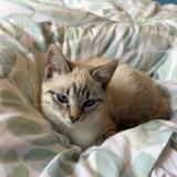 Photo de chat perdu à Vezenobres