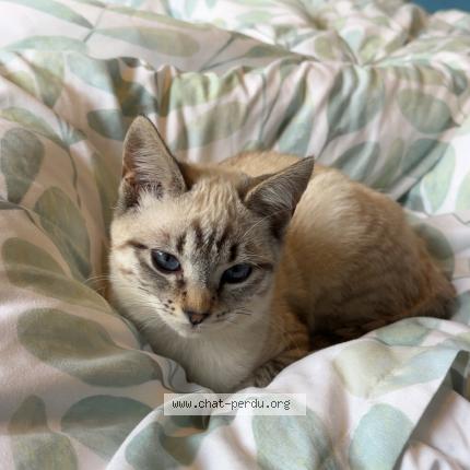 Photo 1/1 Nala Chat perdu à Vezenobres