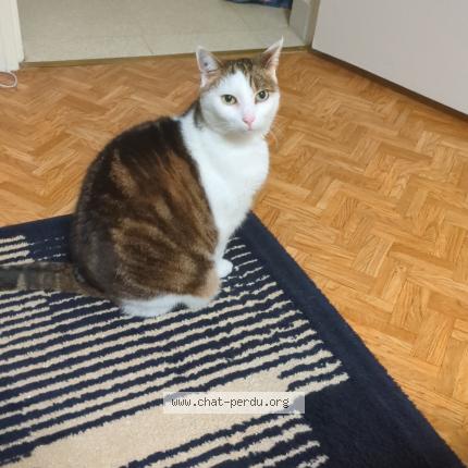 Photo 1/1 Chat retrouvé Perdu à Crepy En Valois