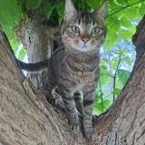 Photo de chat perdu à Taillecavat