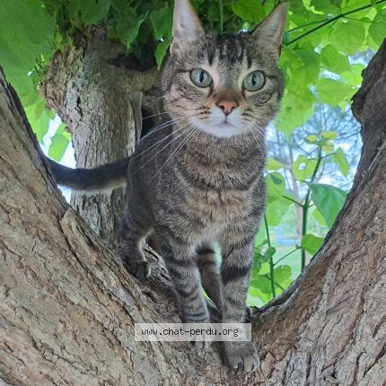 Photo 1/1 Louise Chat perdu à Taillecavat