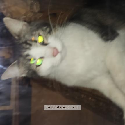 Photo 1/1 Chat trouvé Trouvé à Cercoux