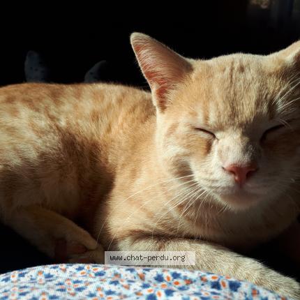 Photo 1/1 Kopi Chat perdu à Louvie juzon