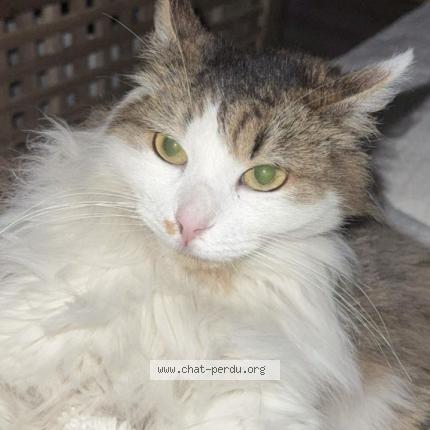 Photo 1/1 Bulma Chat perdu à Vaulx en velin