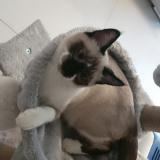 Photo de chat perdu à Saint Gengoux De Scisse