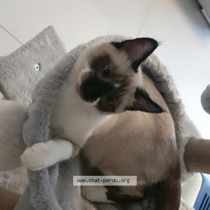 Photo 1/1 Vanina Chat perdu à Saint gengoux de scisse