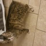 Photo de chat trouvé à Cavignac