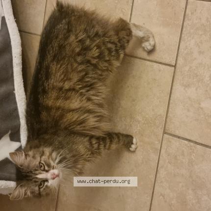 Photo 1/1 Chat trouvé Trouvé à Cavignac