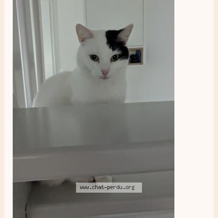 Photo 1/1 Royale Chat perdu à Epinay sur odon