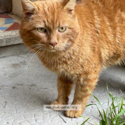 Photo 1/1 Chat trouvé Trouvé à Neulise