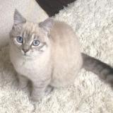 Photo de chat perdu à Orleans