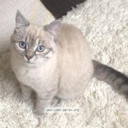 Photo 1/1 Lola Chat perdu à Orleans