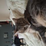 Photo de chat perdu à Savigneux