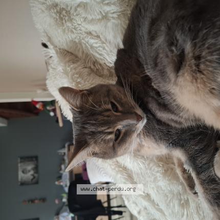 Photo 1/1 Brownie Chat perdu à Savigneux