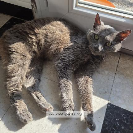 Photo de chat trouvé à Malemort