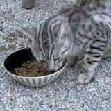 Photo de chat trouvé à Bormes Les Mimosas