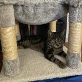 Photo de chat perdu à Le Plessis Belleville