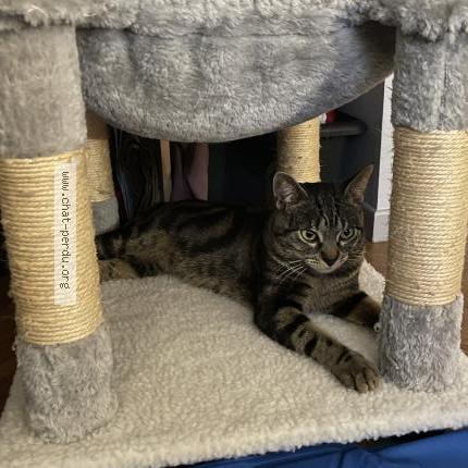 Photo 1/1 Billy Chat perdu à Le plessis belleville