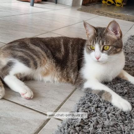 Photo 1/1 Thémis Chat perdu à Veyre monton