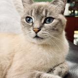 Photo de chat perdu à Orleans