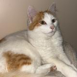 Photo de chat perdu à Marcoussis