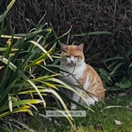 Photo 1/1 Chat trouvé Trouvé à Saint lormel